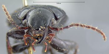 Media type: image;   Entomology 5631 Aspect: head frontal view